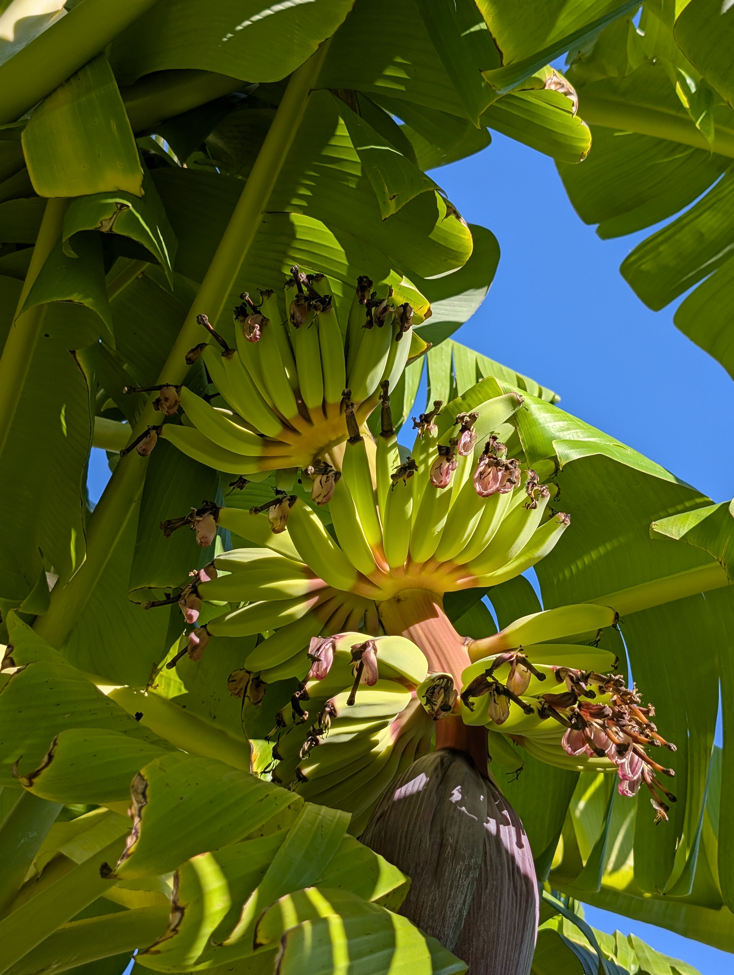 Grew some bananas in Texas