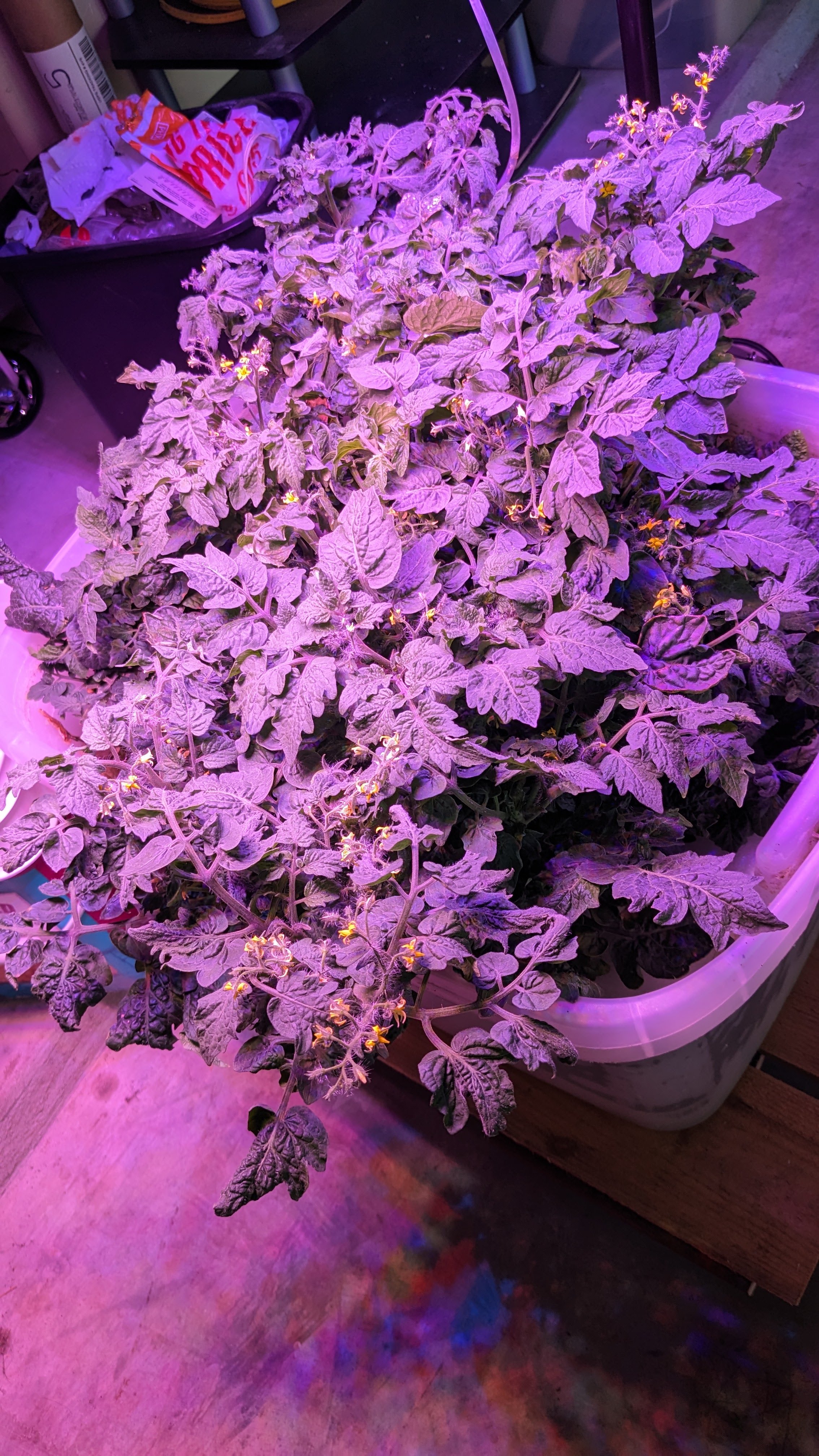 Hydroponic cherry tomatoes (deep water culture)
